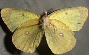 Media type: image;   Entomology 29299 Aspect: habitus ventral view